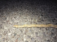 Arizona elegans philipi