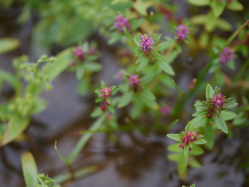 Dense-flowered rotala (Rotala densiflora)