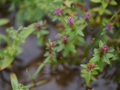 Rotala densiflora