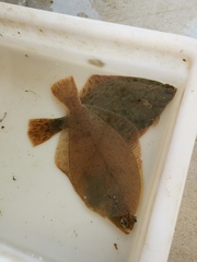 Limanda limanda