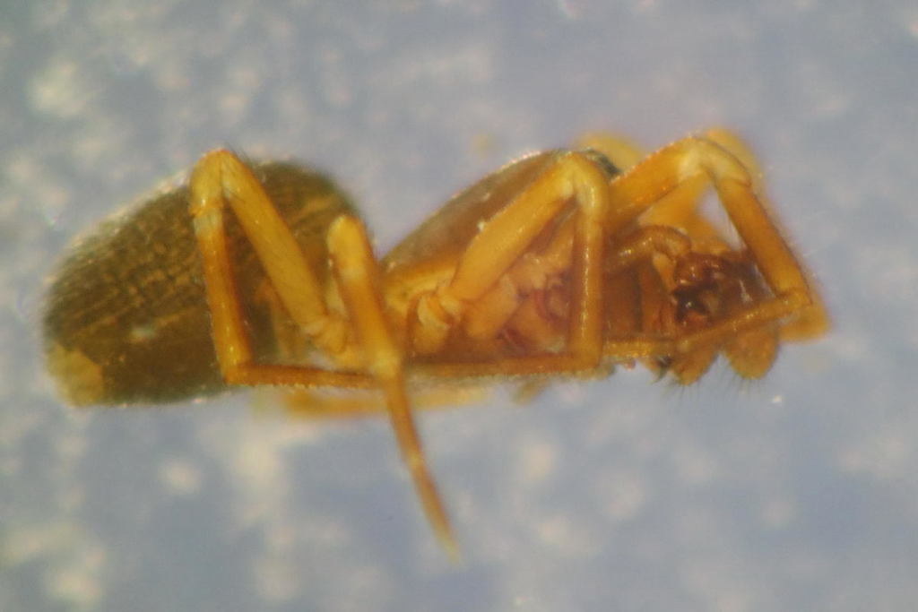 Gongylidiellum latebricola