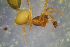 Monocephalus fuscipes