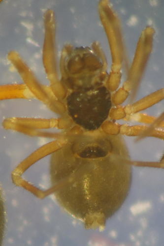 Representative image of Dicymbium tibiale