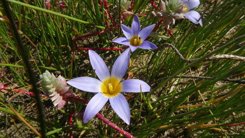 Romulea tabularis