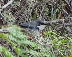 Apalis thoracica claudei