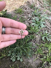 Capsella bursa-pastoris