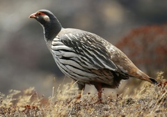 Tetraogallus tibetanus