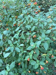Impatiens capensis