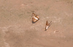 Metamorpha elissa