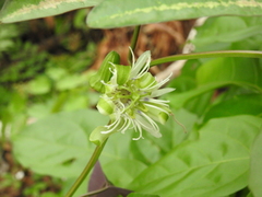 Passiflora tricuspis