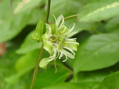 Passiflora tricuspis