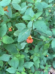 Impatiens capensis