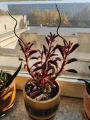 Peperomia graveolens