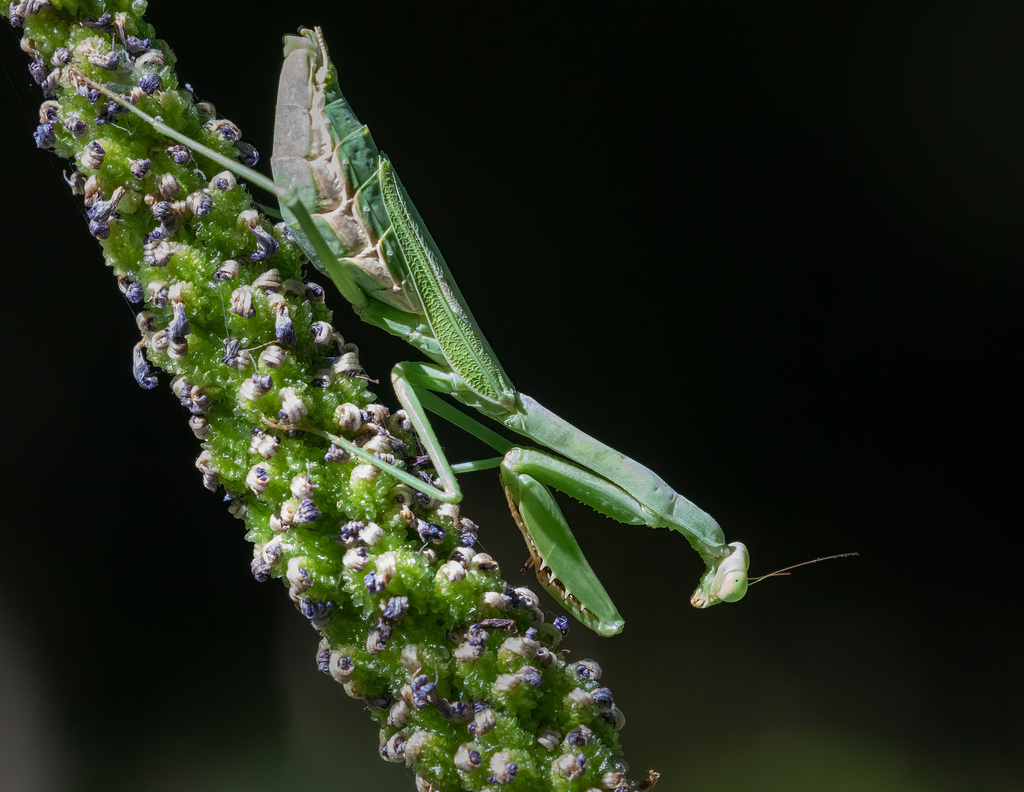 Stagmomantis from Dallas, TX, USA on September 15, 2021 at 1127 AM by