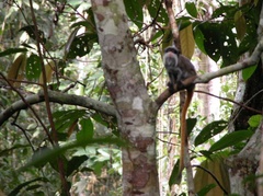 Saguinus imperator subgrisescens