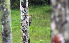 Picus xanthopygaeus