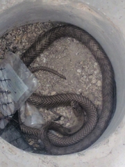 Cubophis