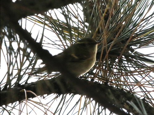 Yellow-browed Warbler, 9979 Eemshaven, Nederland, photo 7 of 10