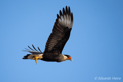 Caracara plancus