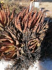 Aloe melanacantha