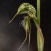 Pterostylis picta - Photo (c) Garin Taylor, some rights reserved (CC BY-NC), uploaded by Garin Taylor