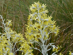 Senecio niveoaureus