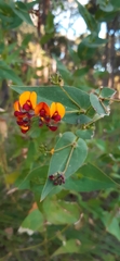 Daviesia cordata