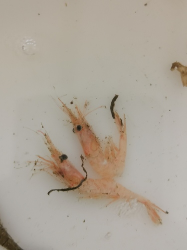 Northern Prawn