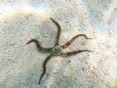 Ophiotrichidae