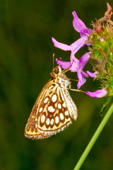 Heteropterus morpheus