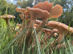 Desarmillaria caespitosa