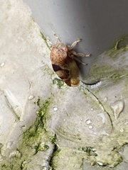 Cyrtolobus vau