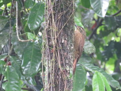 Dendrocolaptes platyrostris