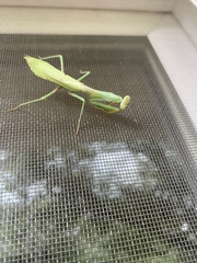 Mantidae