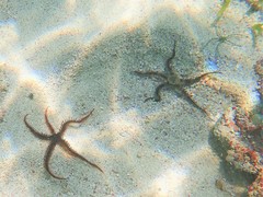 Ophiotrichidae