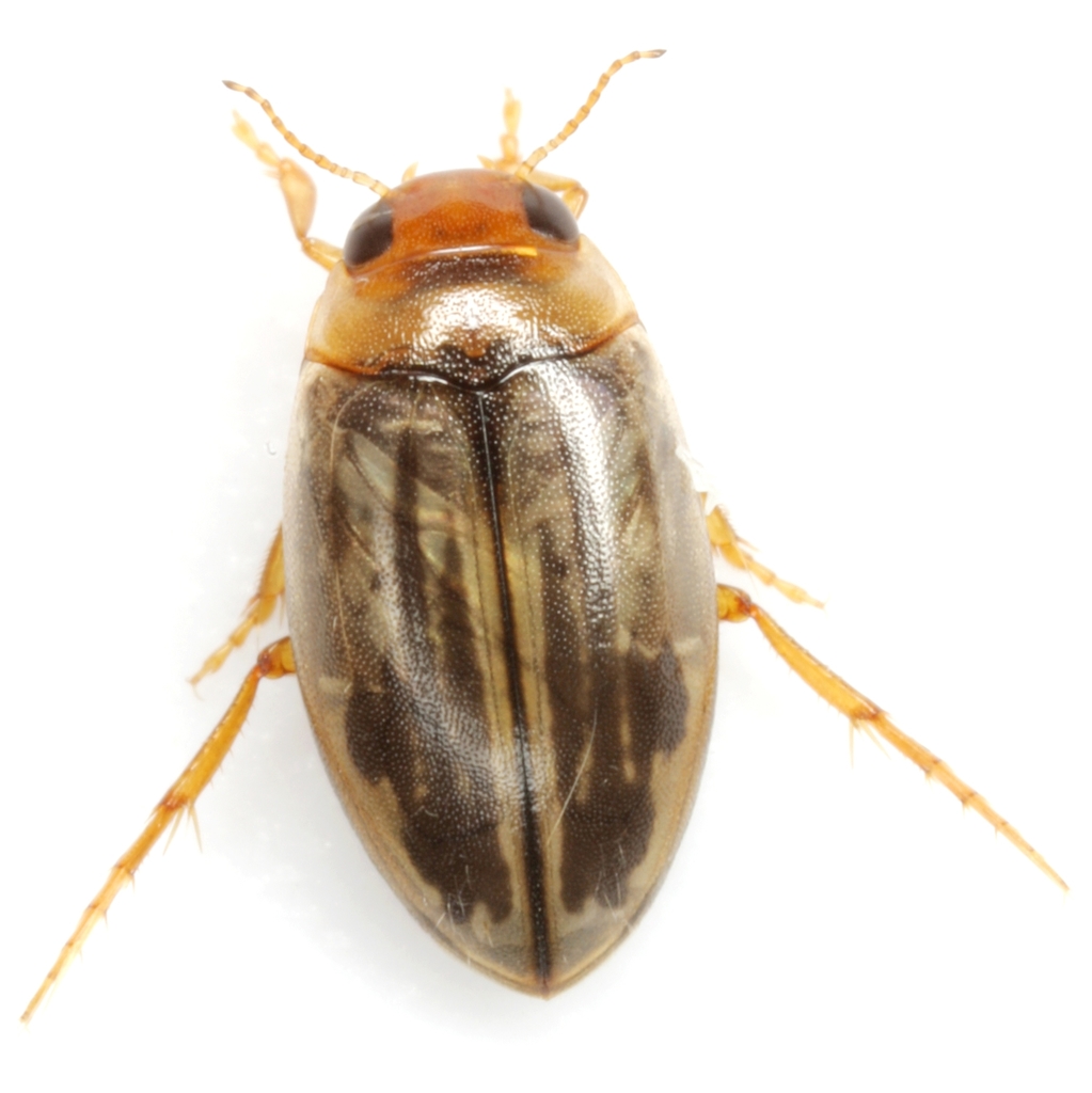 Leptolambus