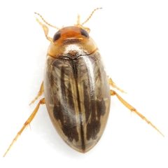 Hygrotus nubilus