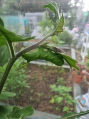 Acherontia