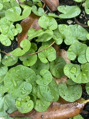 Dichondra carolinensis