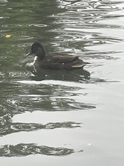 Anas platyrhynchos domesticus