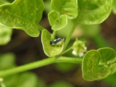 Diedrocephala variegata