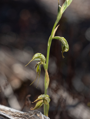 Pterostylis picta