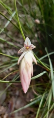 Johnsonia lupulina