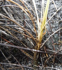 Bulbinella trinervis