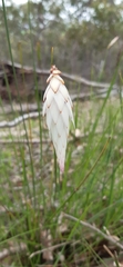Johnsonia lupulina