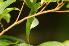 Hestina assimilis