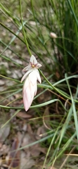 Johnsonia lupulina