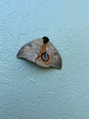 Automeris liberia