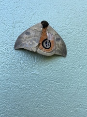 Automeris liberia
