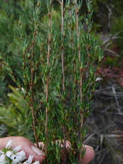 Cliffortia erectisepala